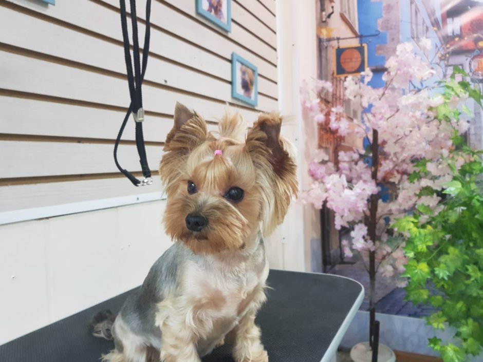 Йоркширский терьер Сильвия