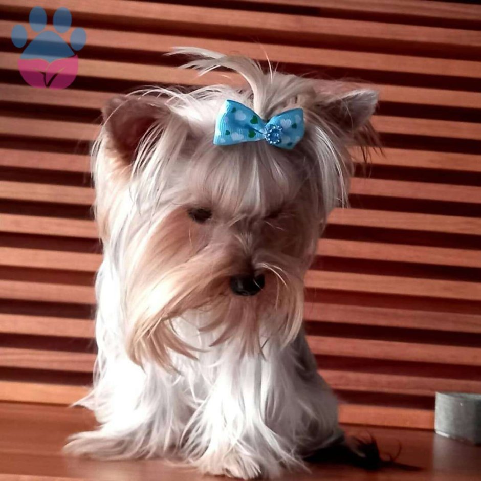 Йоркширский терьер Сильвер