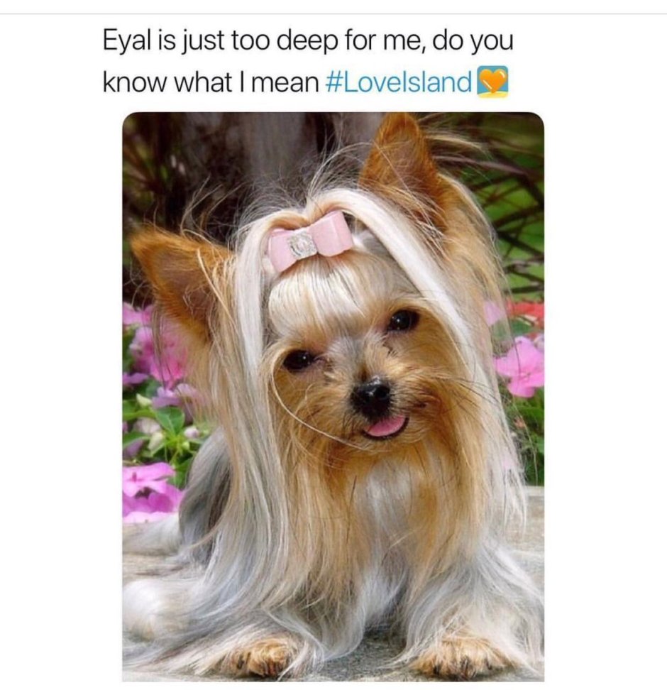 Йоркширский терьер серебристый