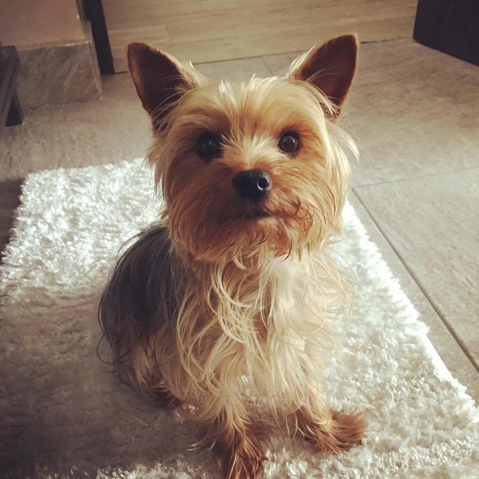 Йоркширский терьер Эстетика