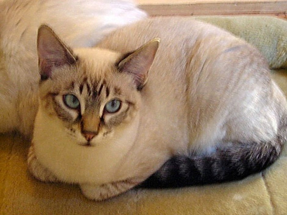 Балинезийская кошка полосатая