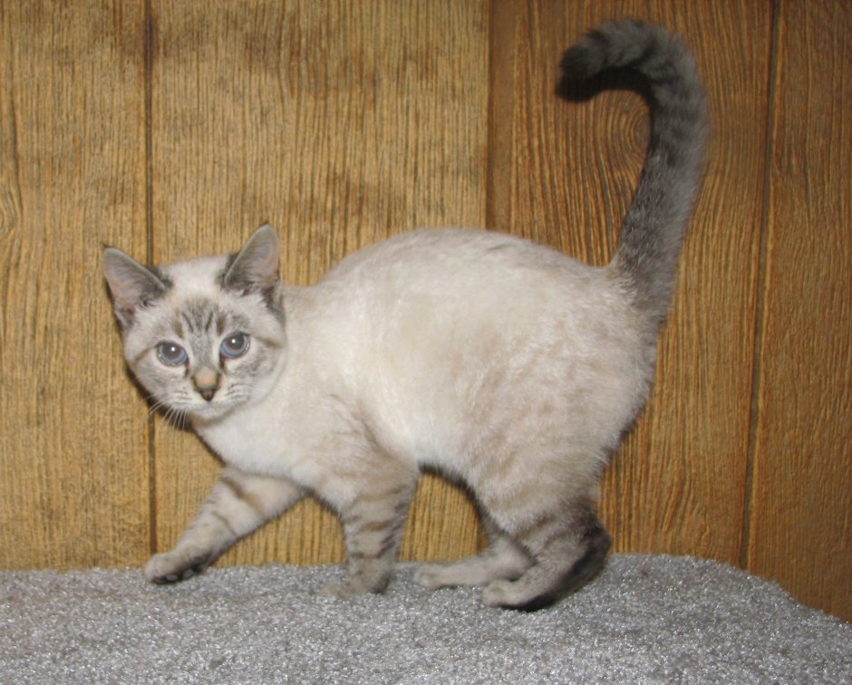 Silver Lynx point Cat