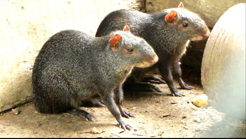 Dasyprocta fuliginosa