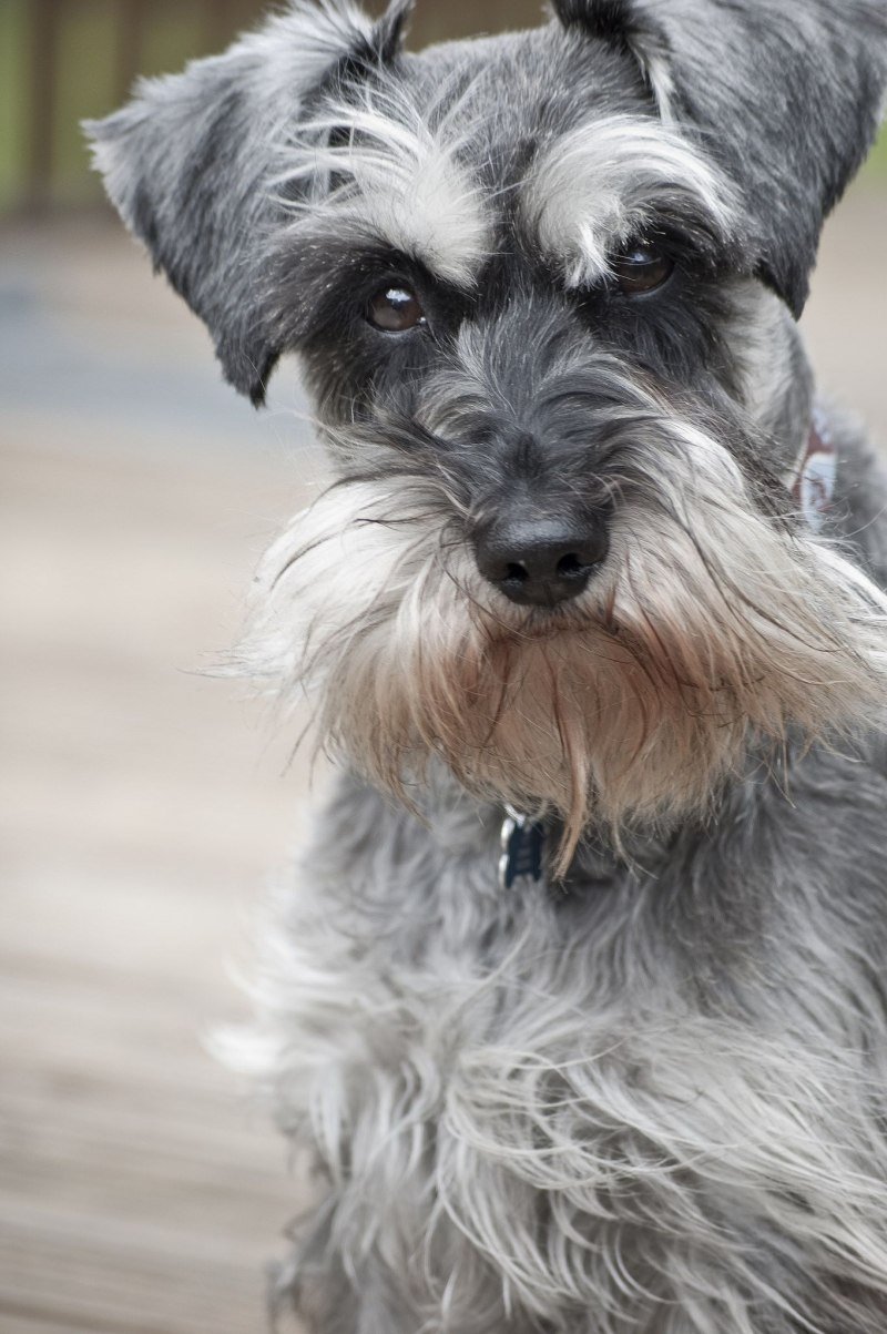 Собака ирландский волкодав