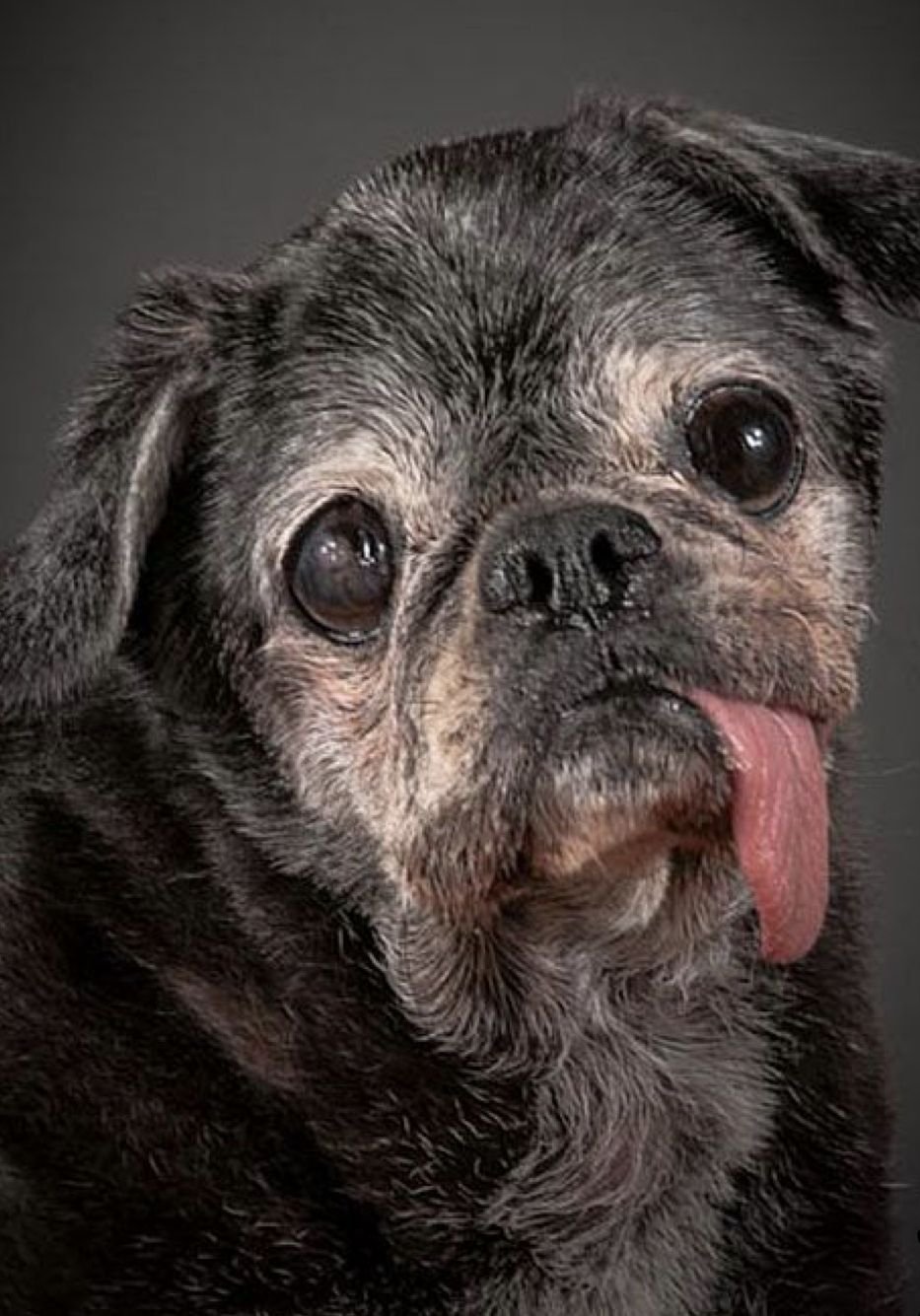 Немецкая овчарка сутулая