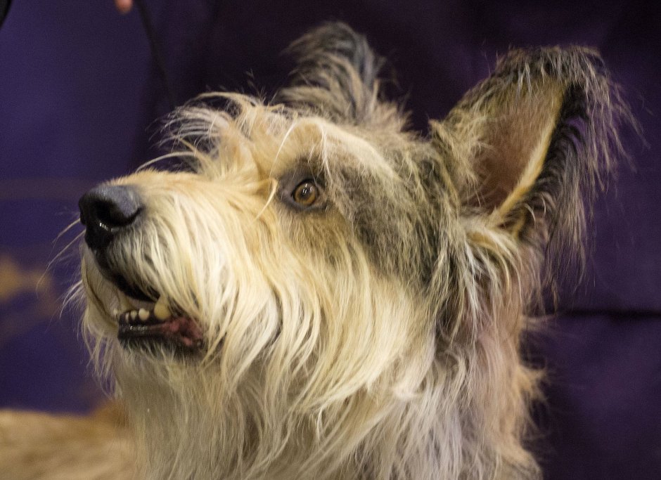 На собаке Седые волосы на голове