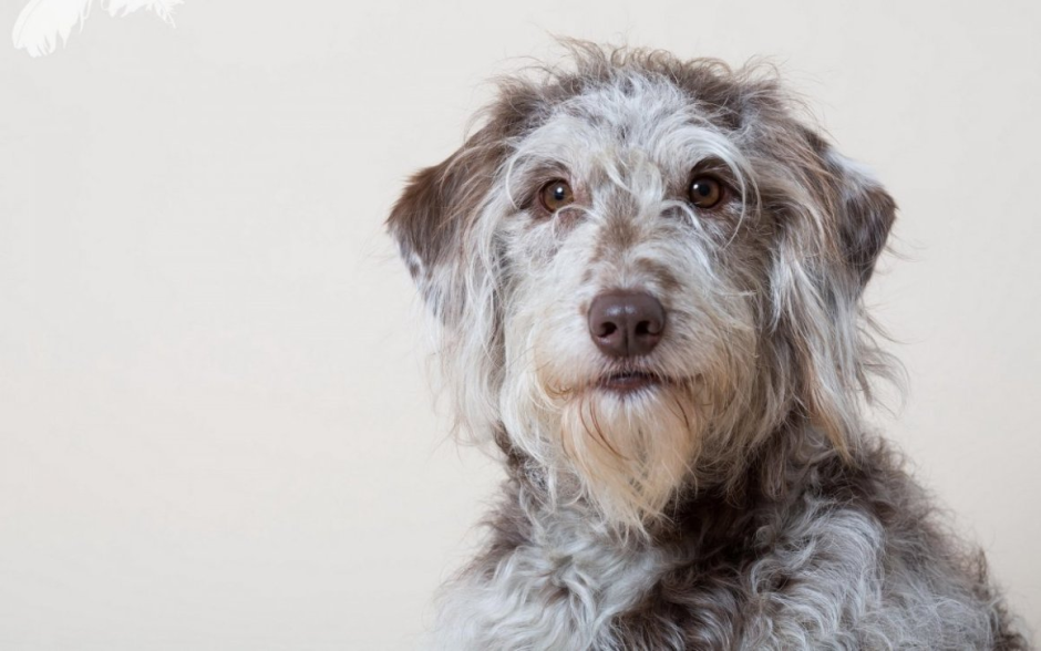 Шотландская борзая Дирхаунд