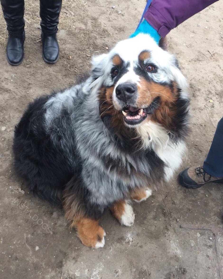 Собака пастух с седыми волосами