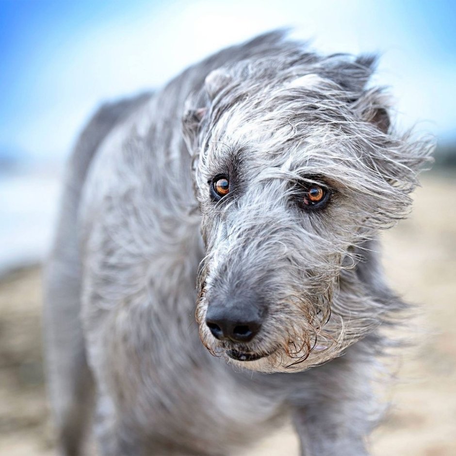 Седина у собак