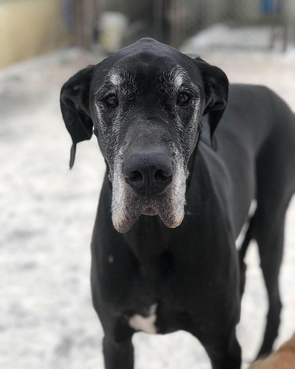 Седая собака