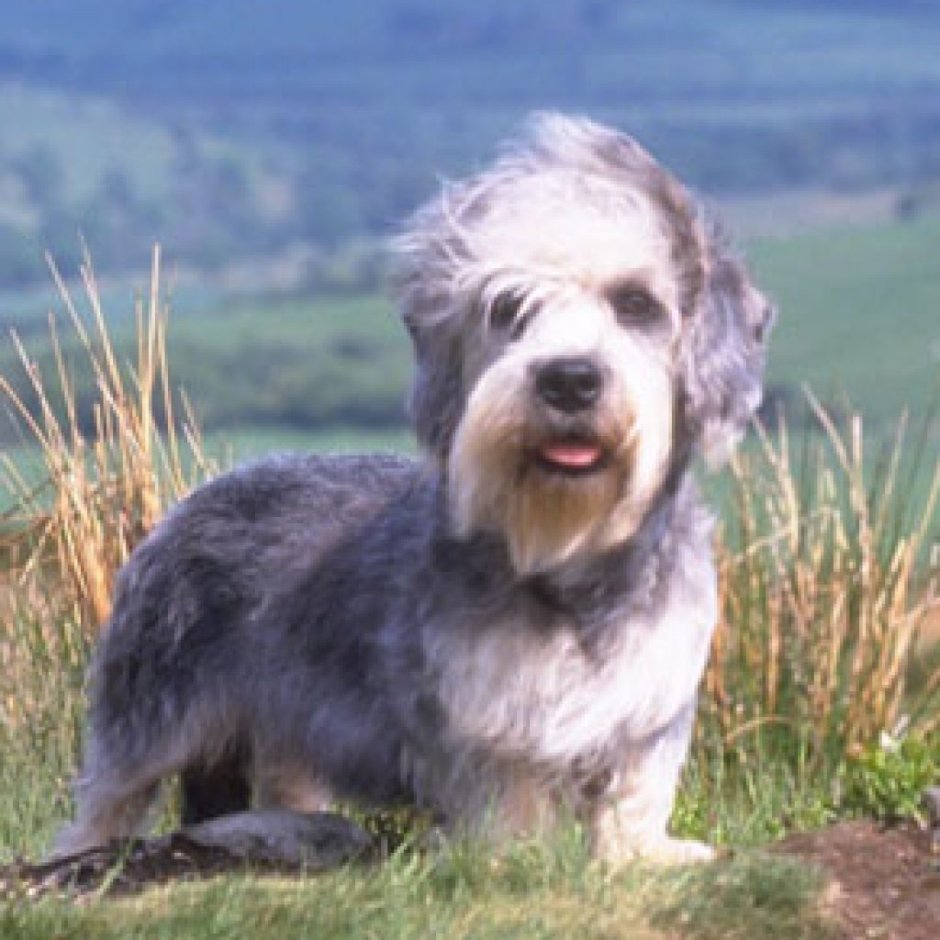 Лохматая собака