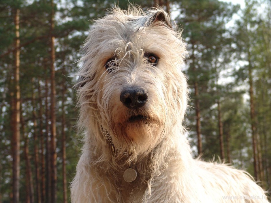 Перуанский волкодав