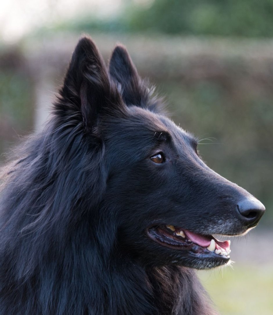 Старая Седая собака