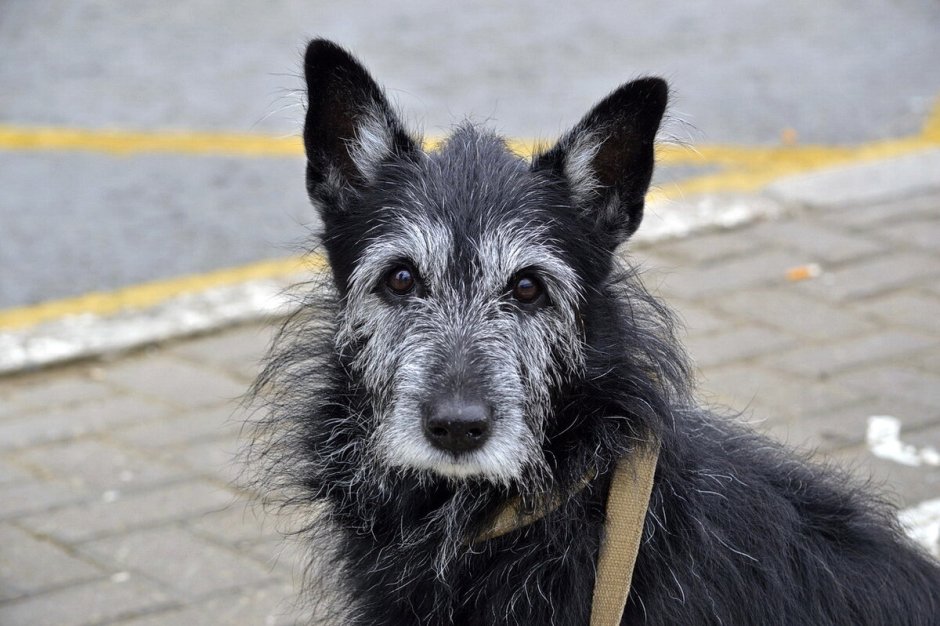 Седая собака