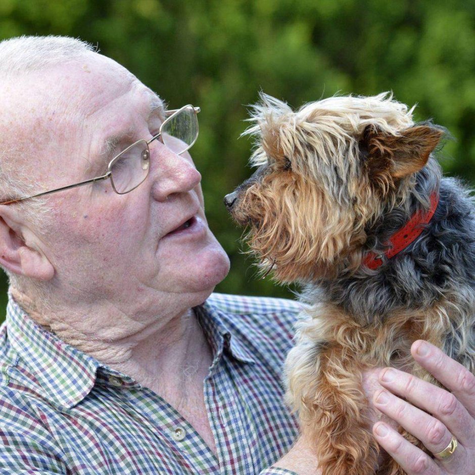 Крысолов Миттельшнауцер