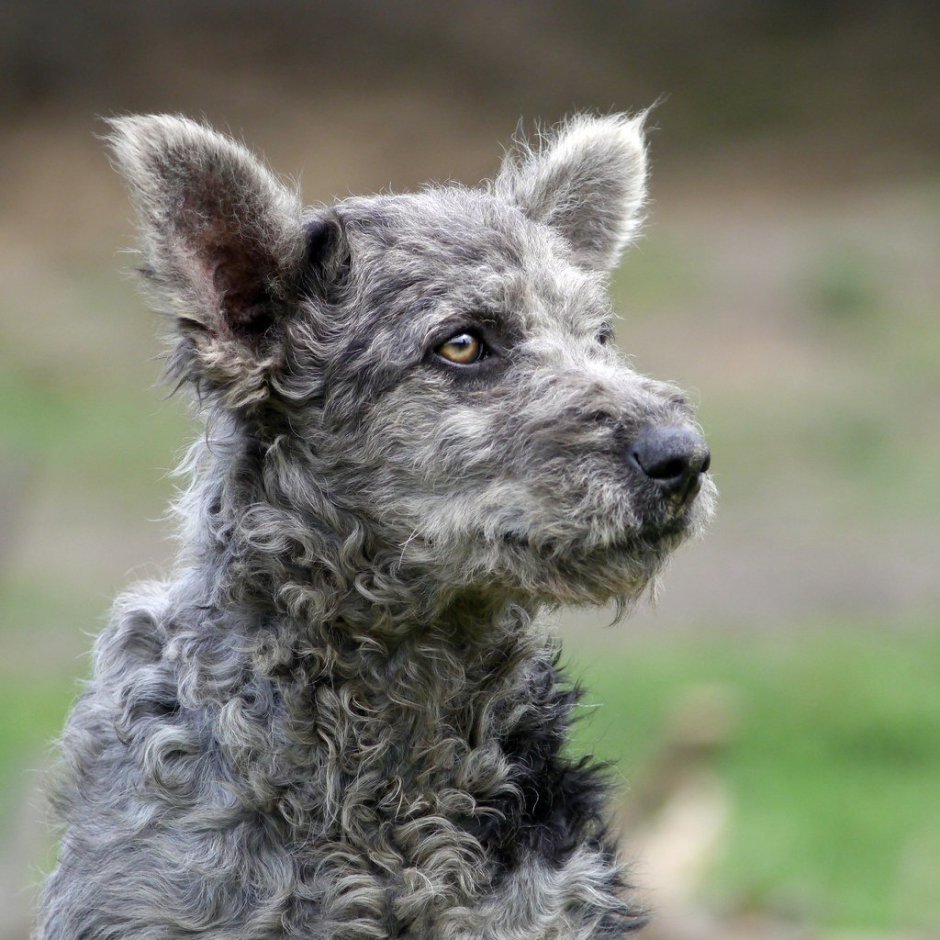 Седая собака