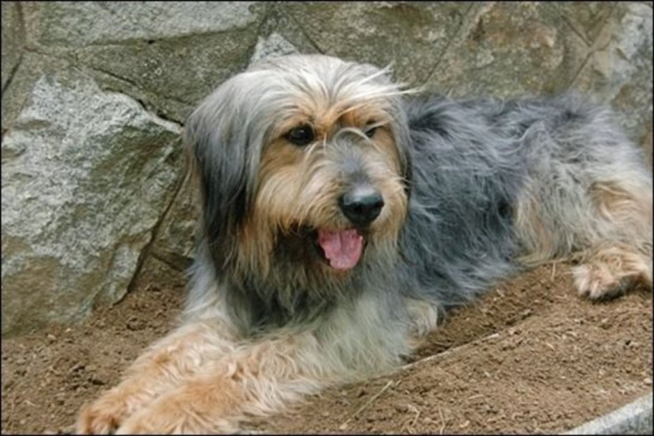 Седая собака