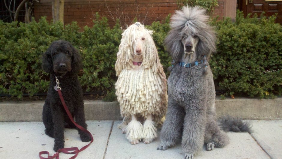 Собака ирландский волкодав