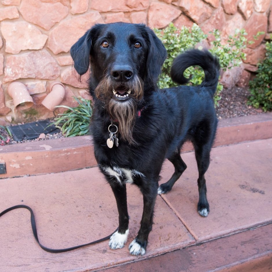 Волкодав щенок