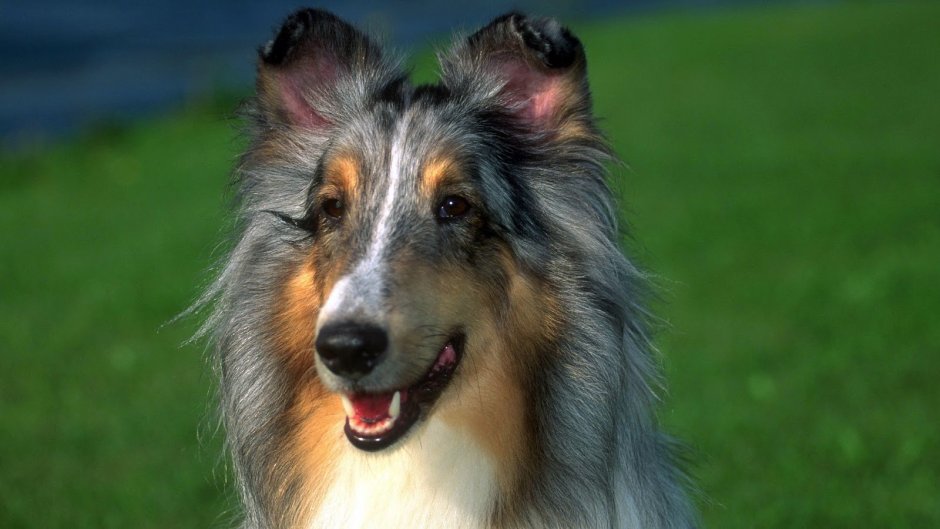 Седая собака