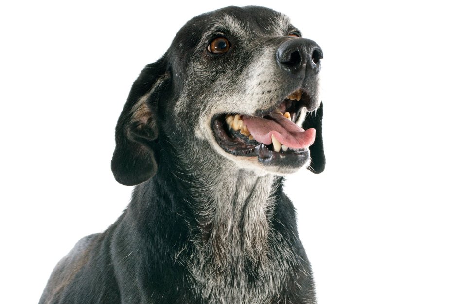 Старая Седая собака