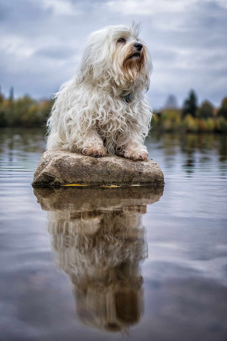 Седая собака