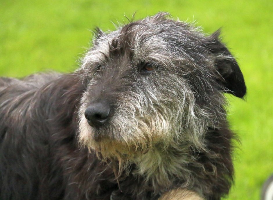 Терьер волкодав