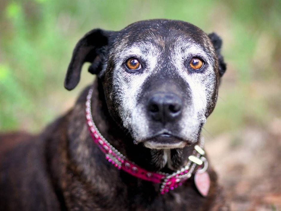 Кудрявая лохматая собака