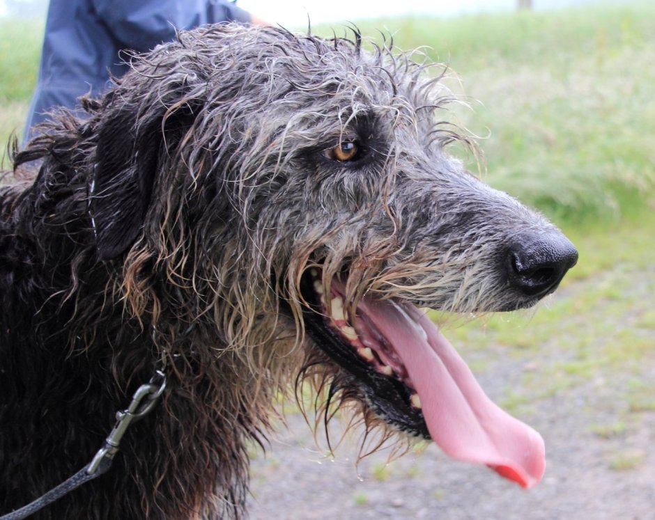 Седая черная собака