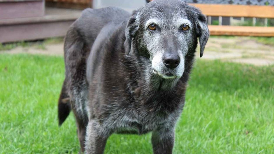 Бордер колли Блю Мерль