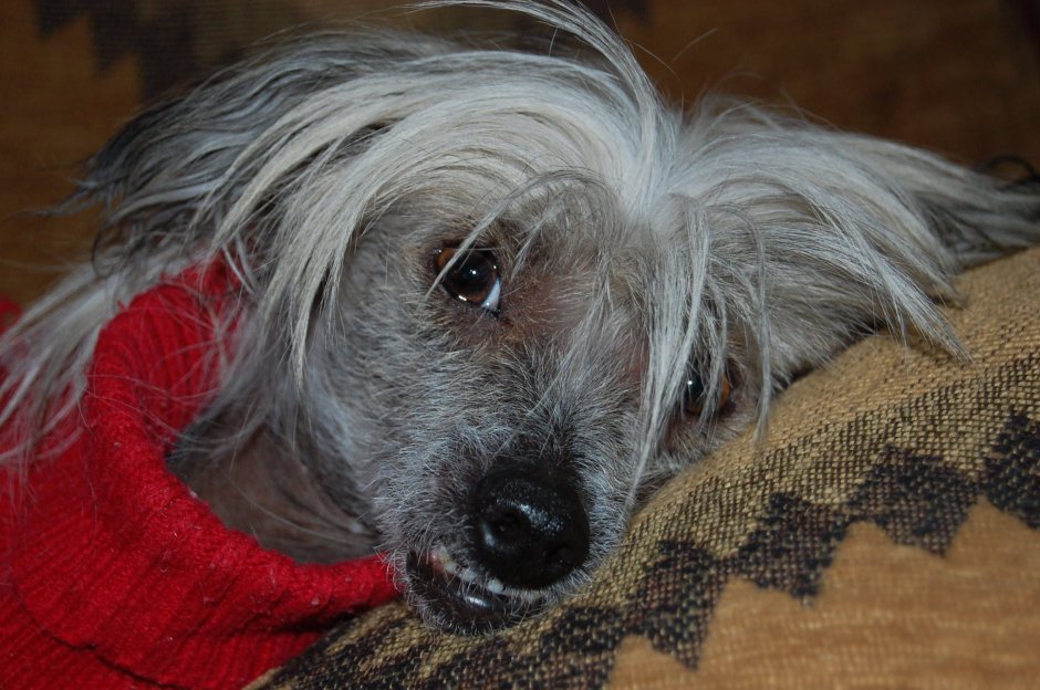 Лохмач терьер