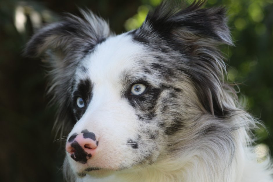 Румынская миоритская овчарка