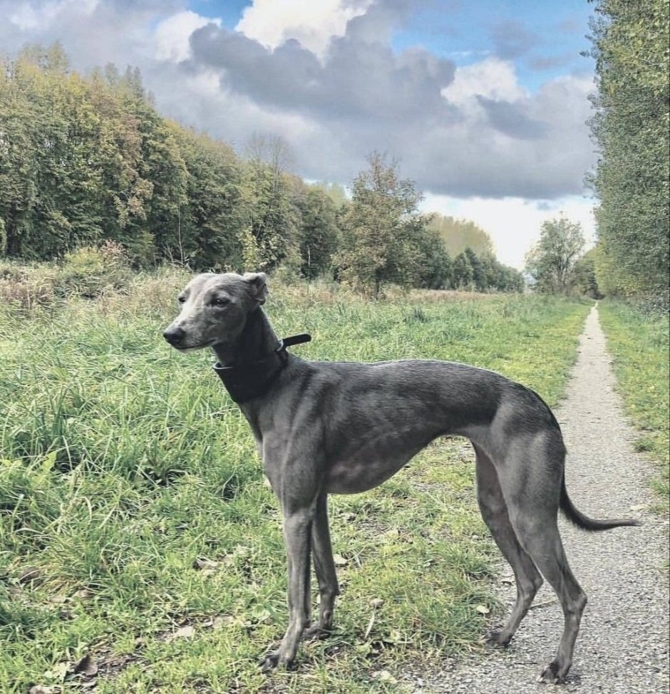 Шотландская бородатая колли