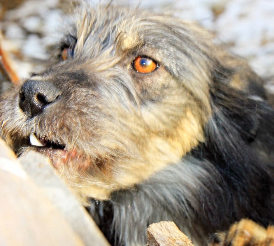 Грустная собак на крыльце