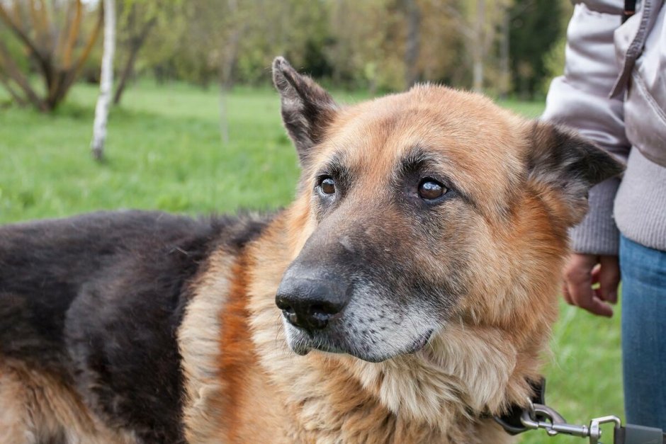 Голубой Хилер австралийская пастушья