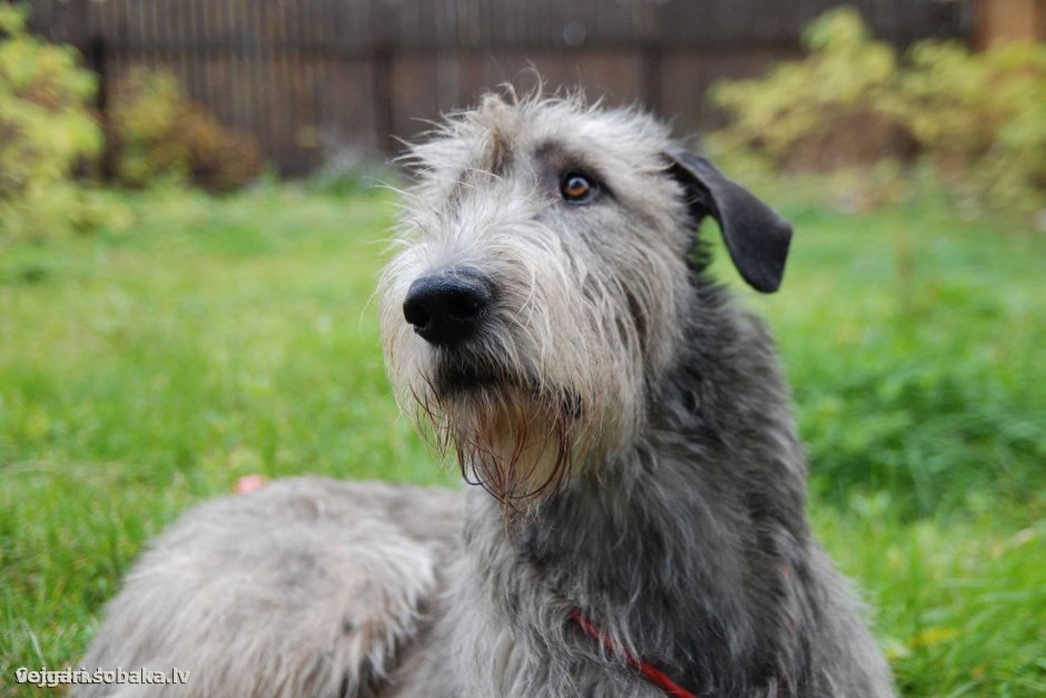 Ризер шнауцер серый