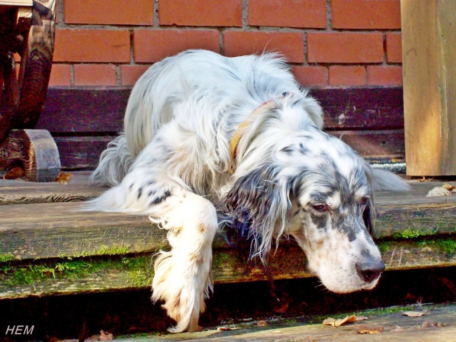Китайская хохлатая собака пуховая и лысая