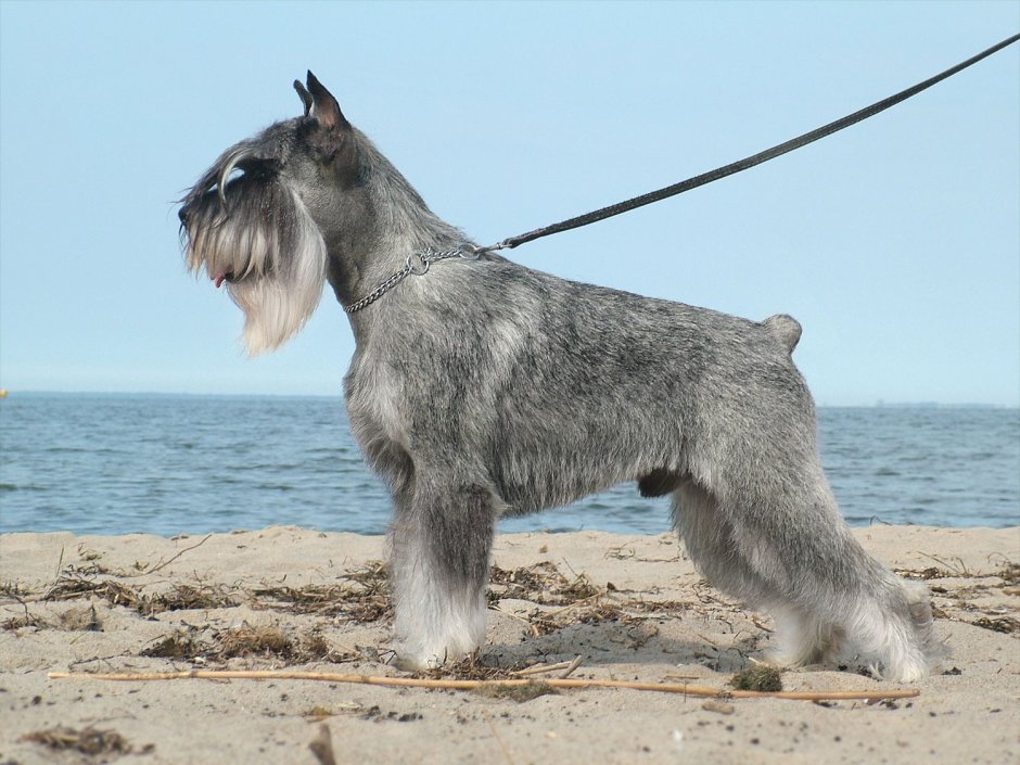 Серая лохматая собака