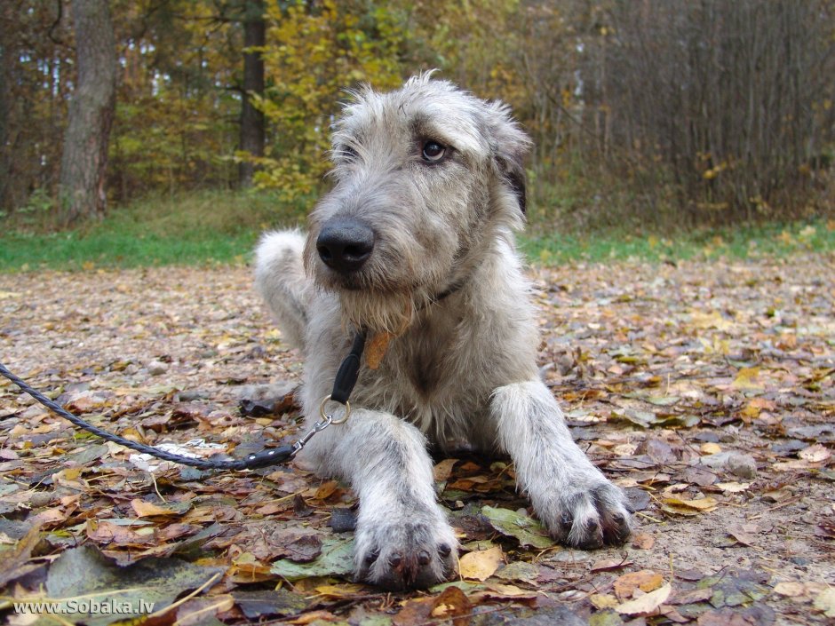 Южнорусская овчарка