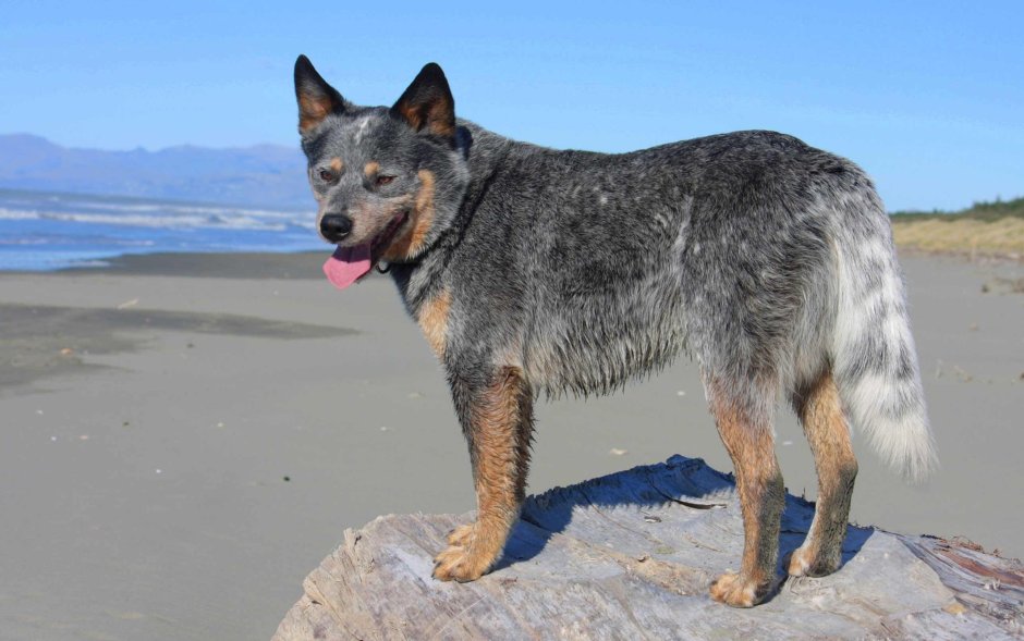 Собака с бородой