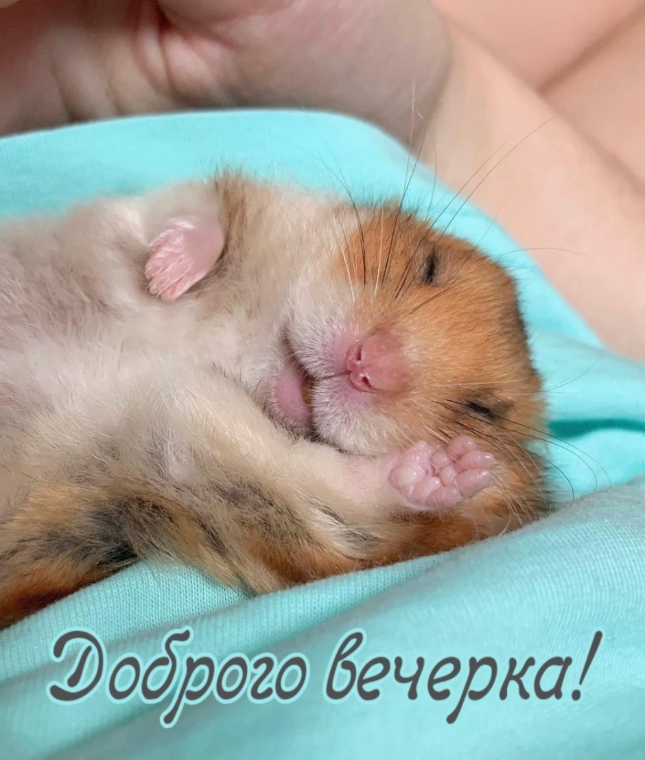 Спящие хомяки