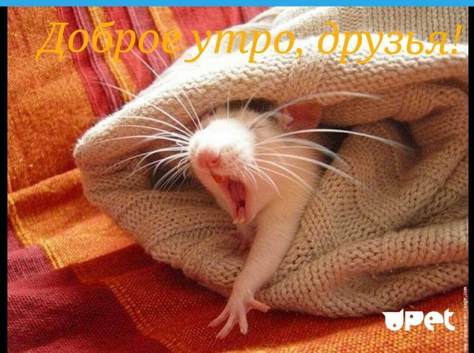 Спящие морские свинки