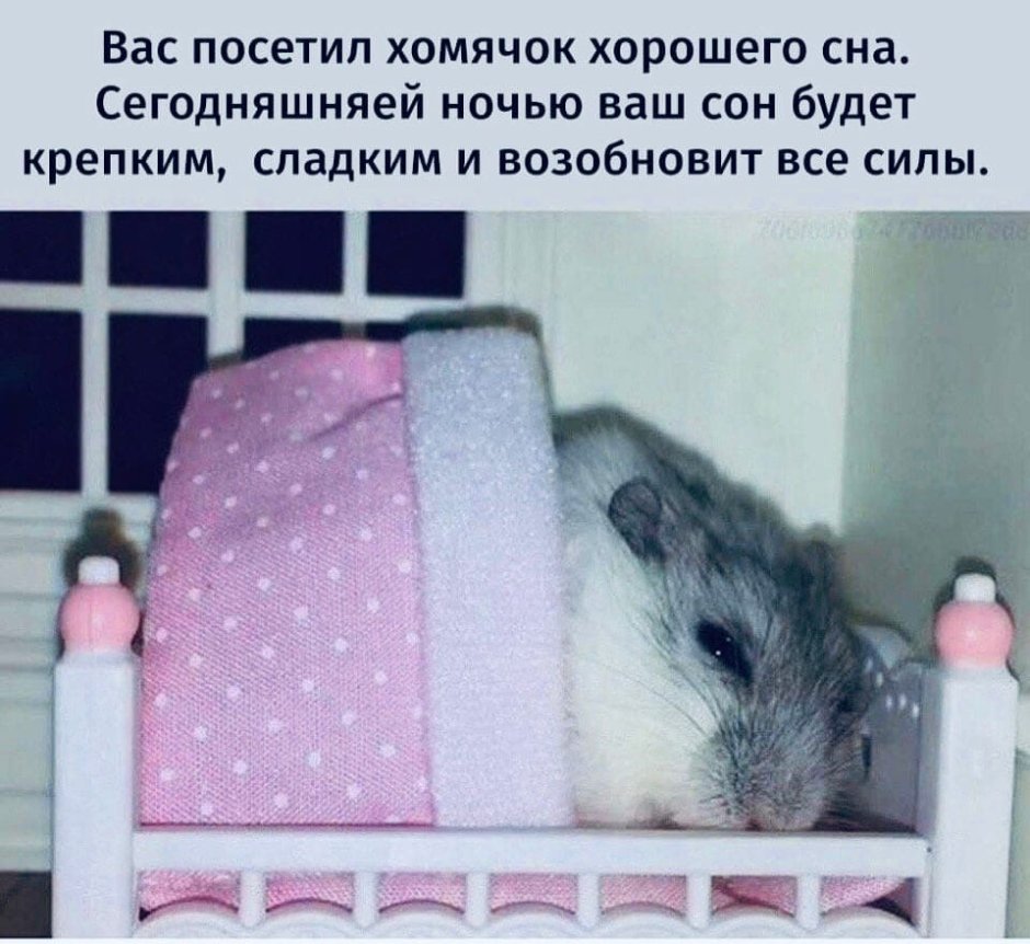 Крыски Эстетика