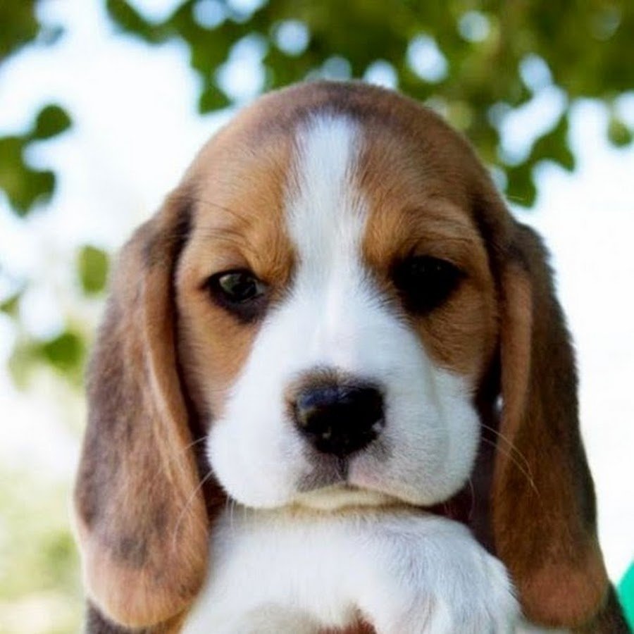 Порода собак Бигль фото