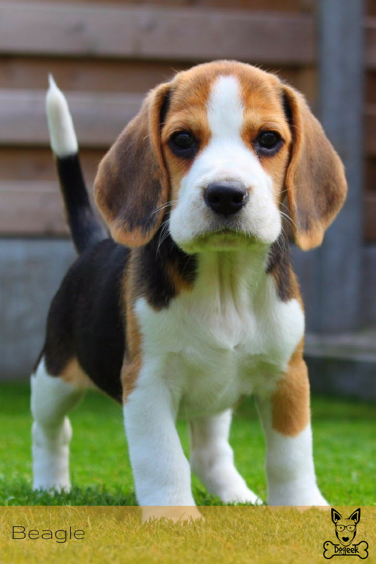 Порода Бигль