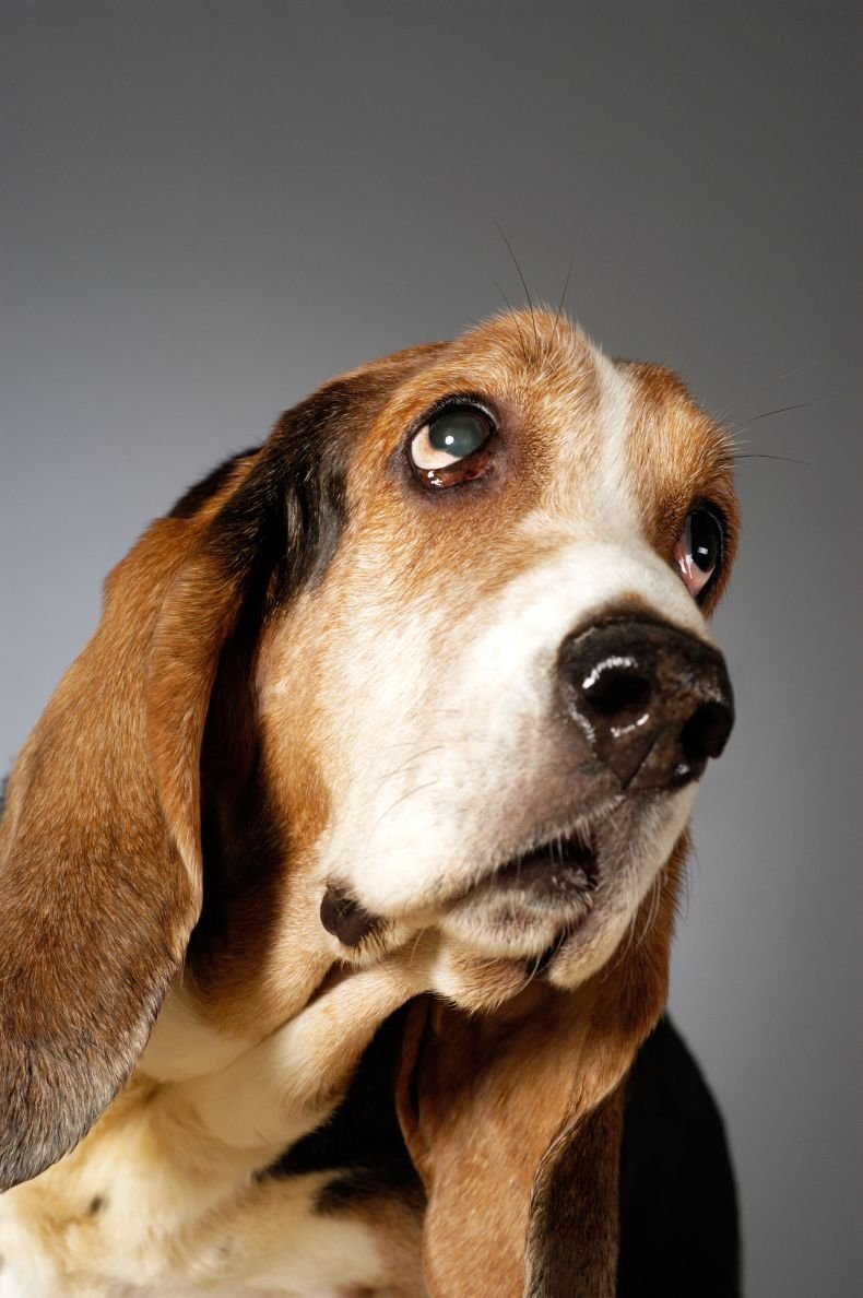 Бассет хаунд