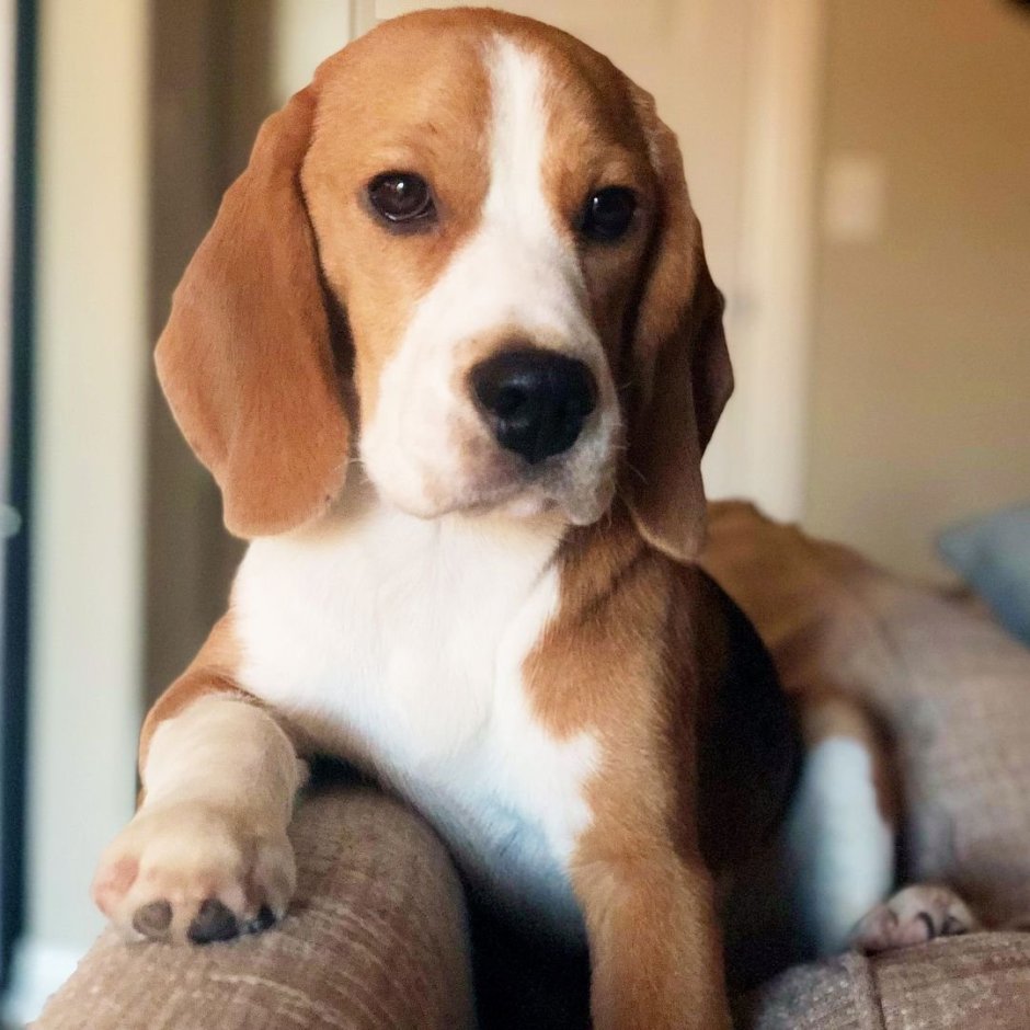 Бигль терьер шотландский