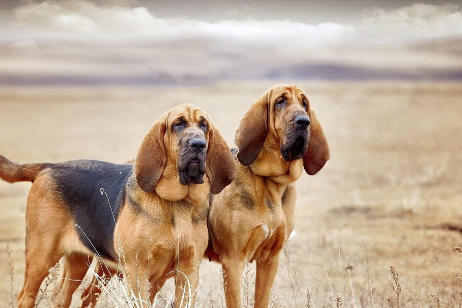 Против каких хищников выстоит собака породы гончая