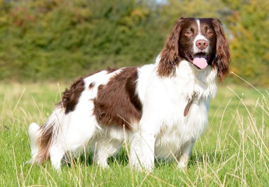 Английский спрингер-спаниель