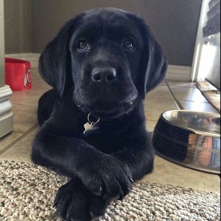 Щенки с висячими ушами